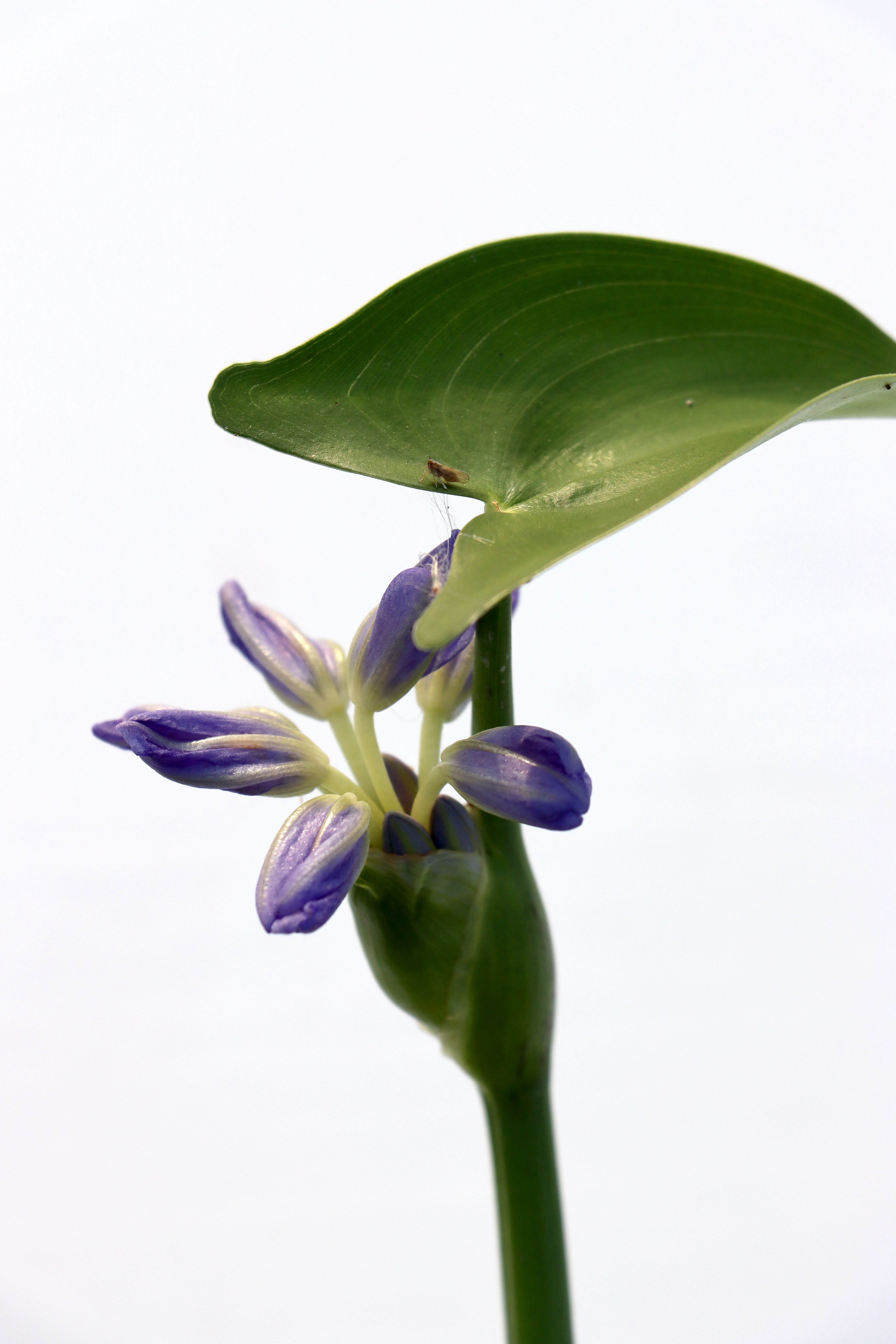 Monochoria hastata Photo 4