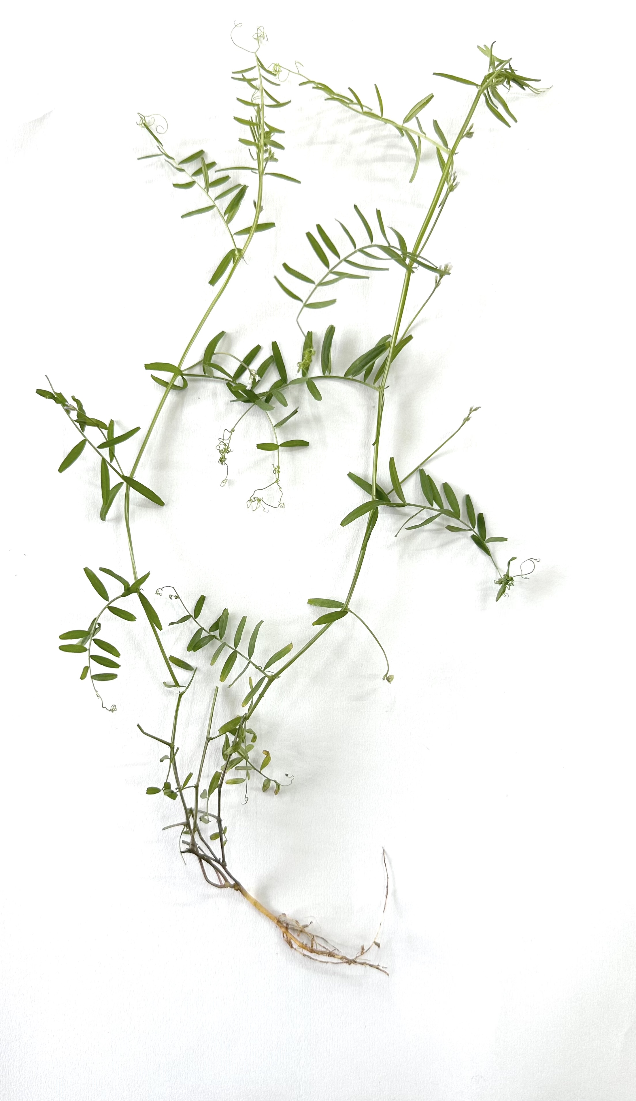 Vicia hirsuta Photo 4