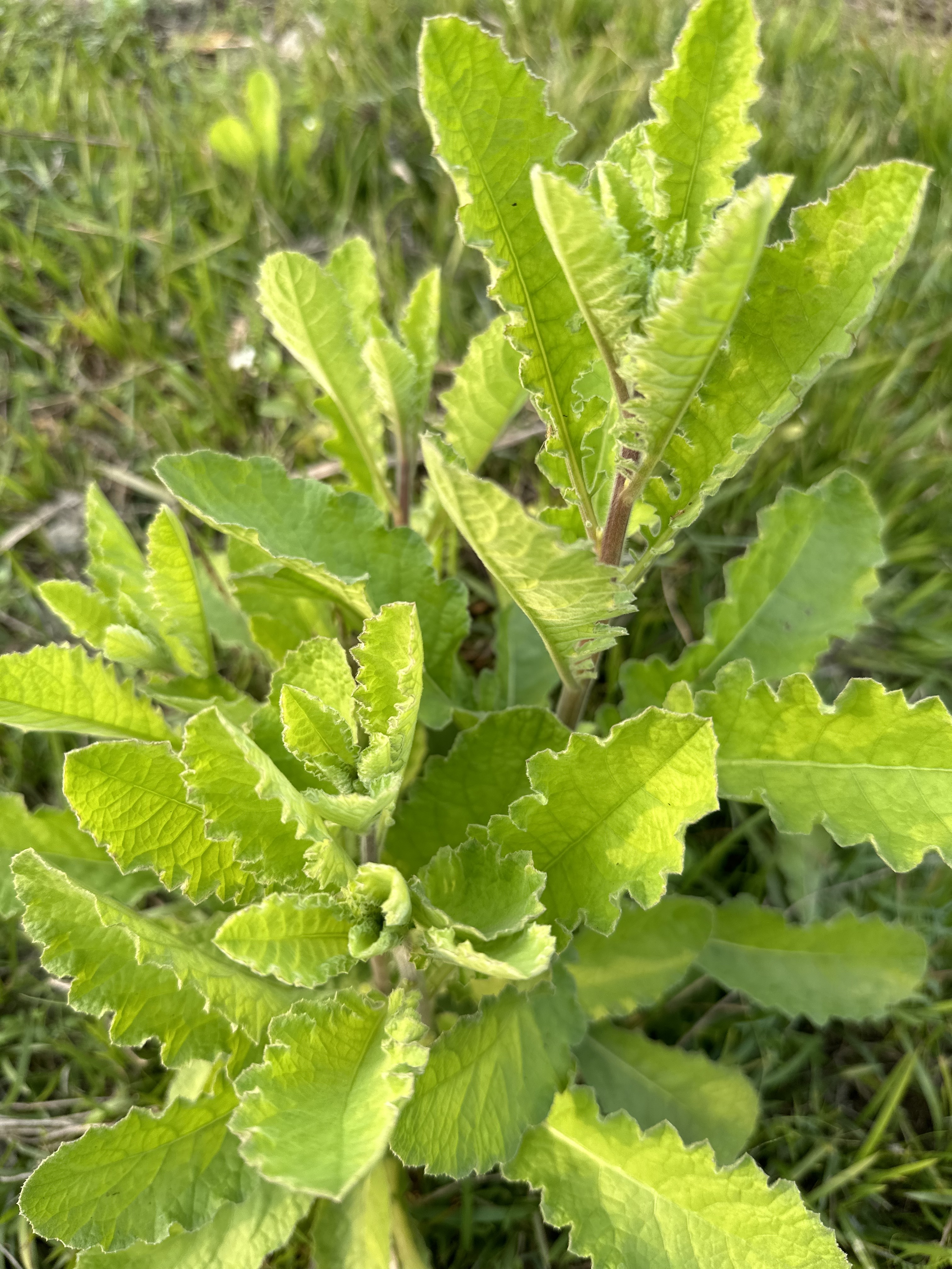 Blumea lacera Photo 4