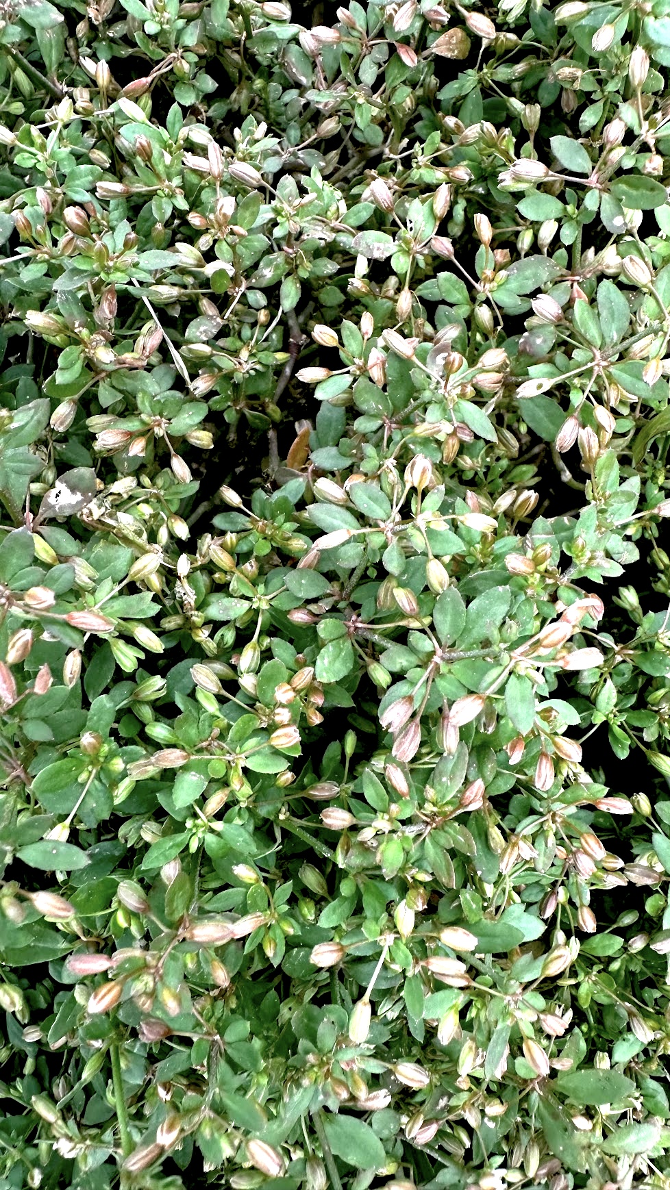 Glinus oppositifolius Photo 4