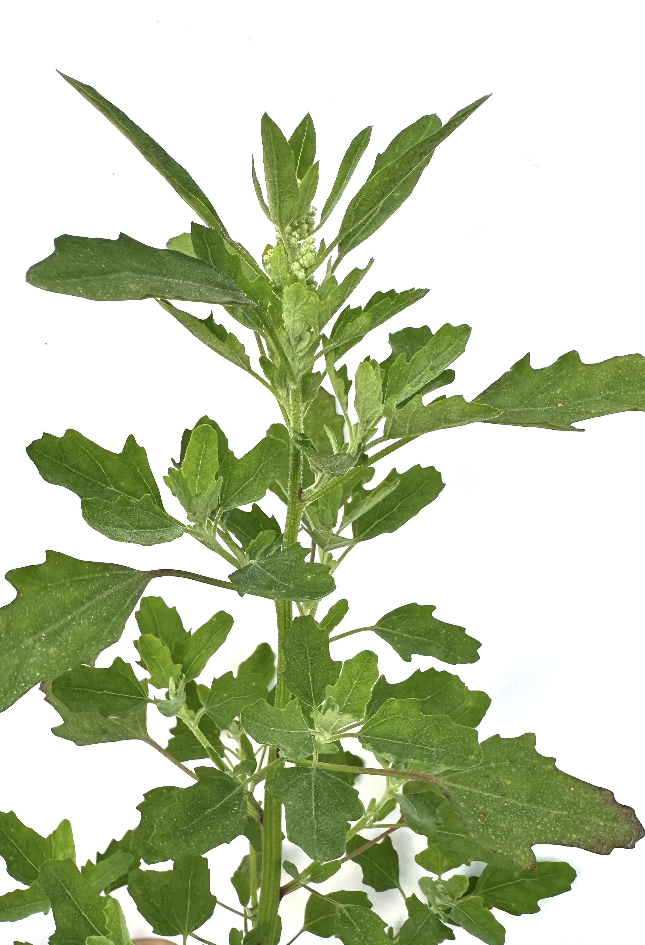 Chenopodium album Photo 4