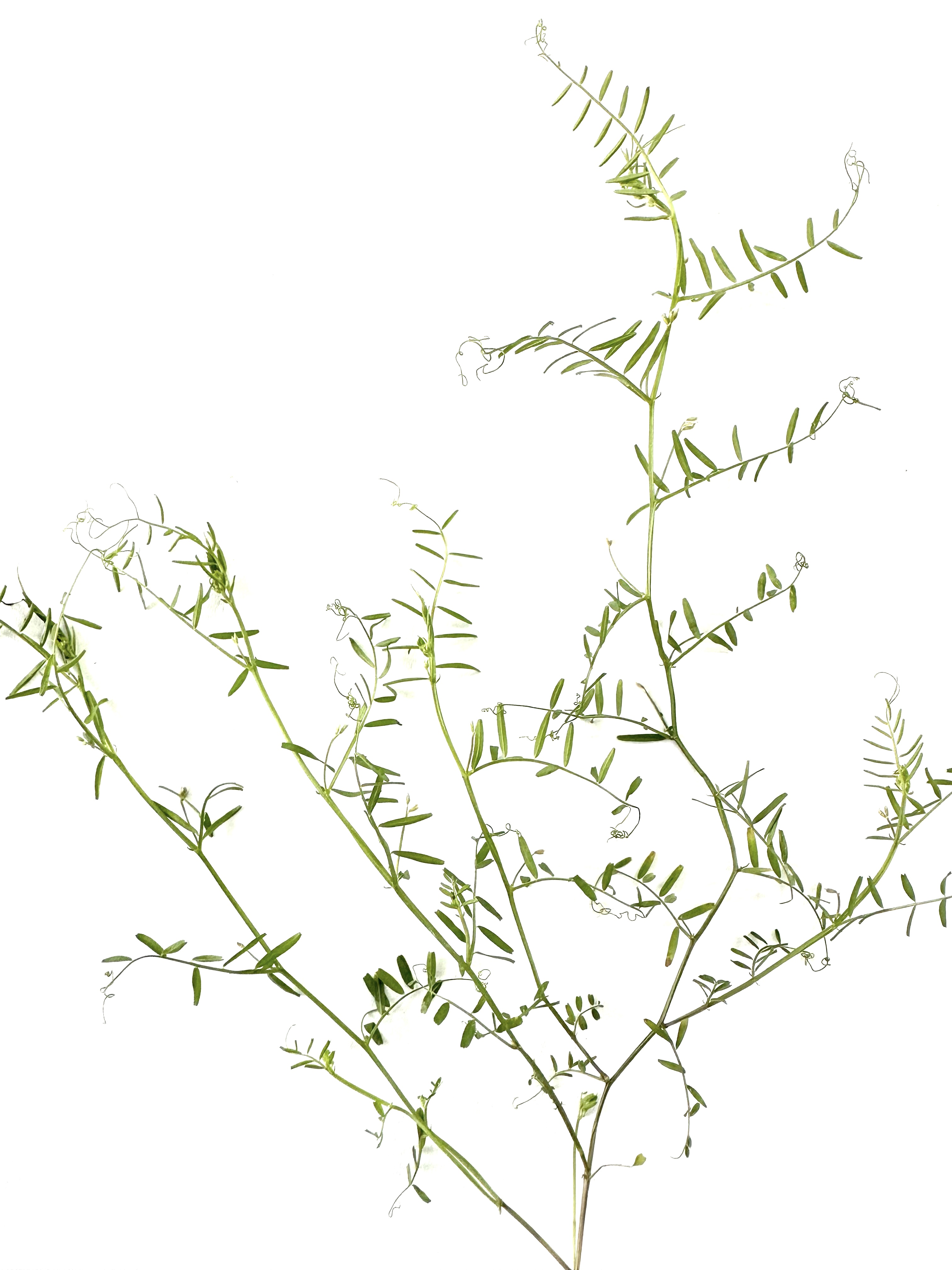 Vicia hirsuta Photo 5