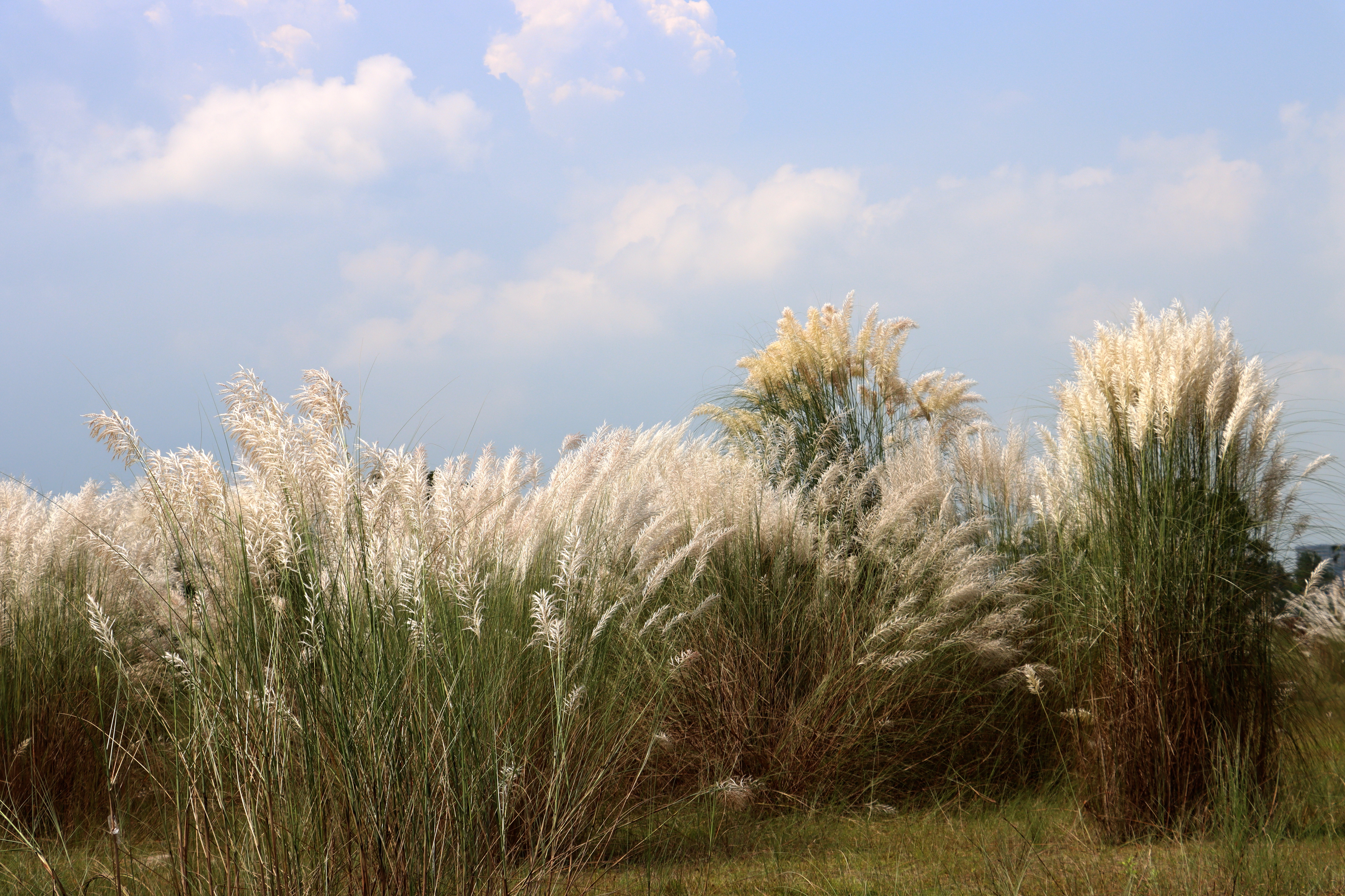 Saccharum spontaneum Photo 4