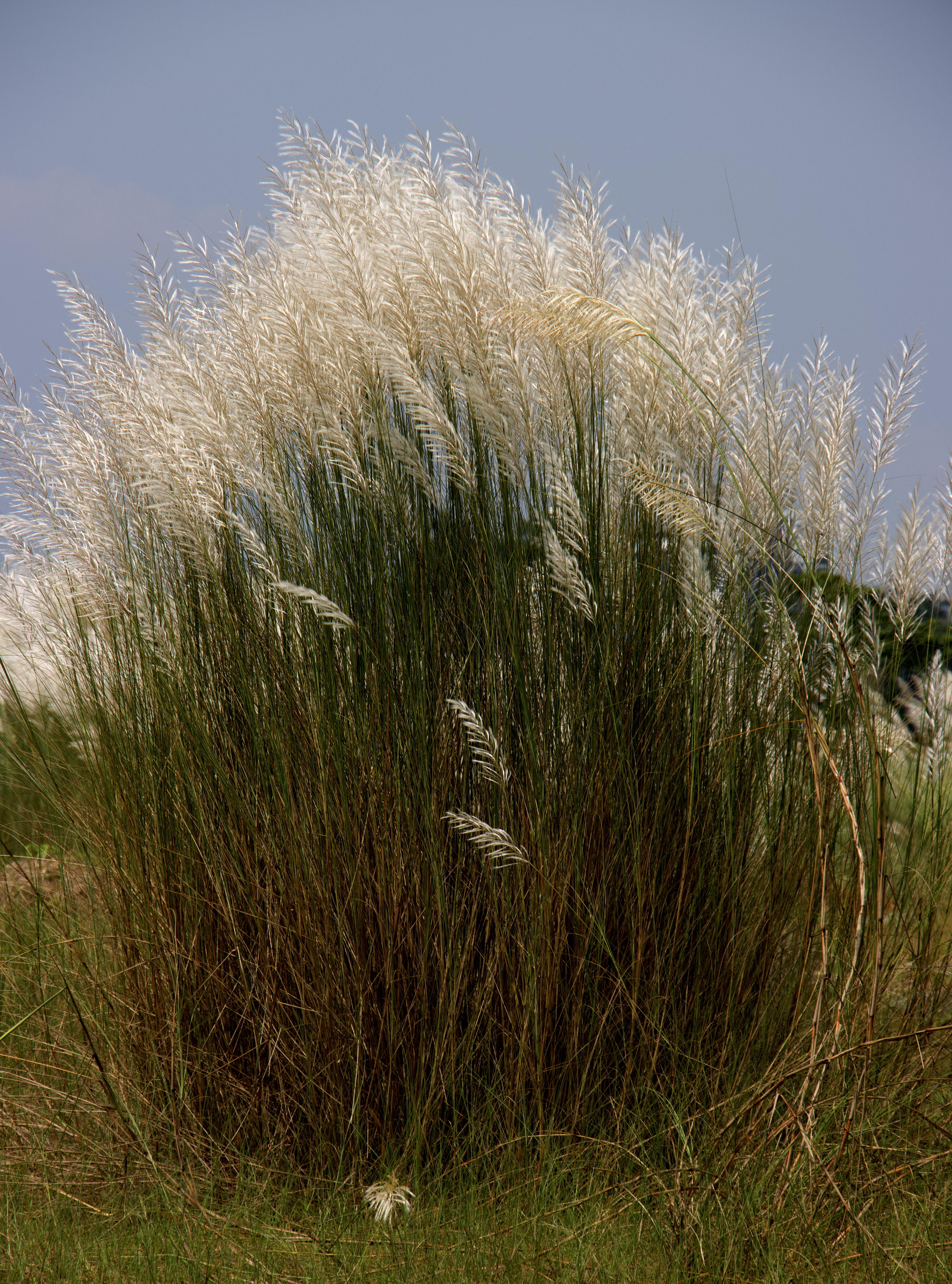 Saccharum spontaneum Photo 3