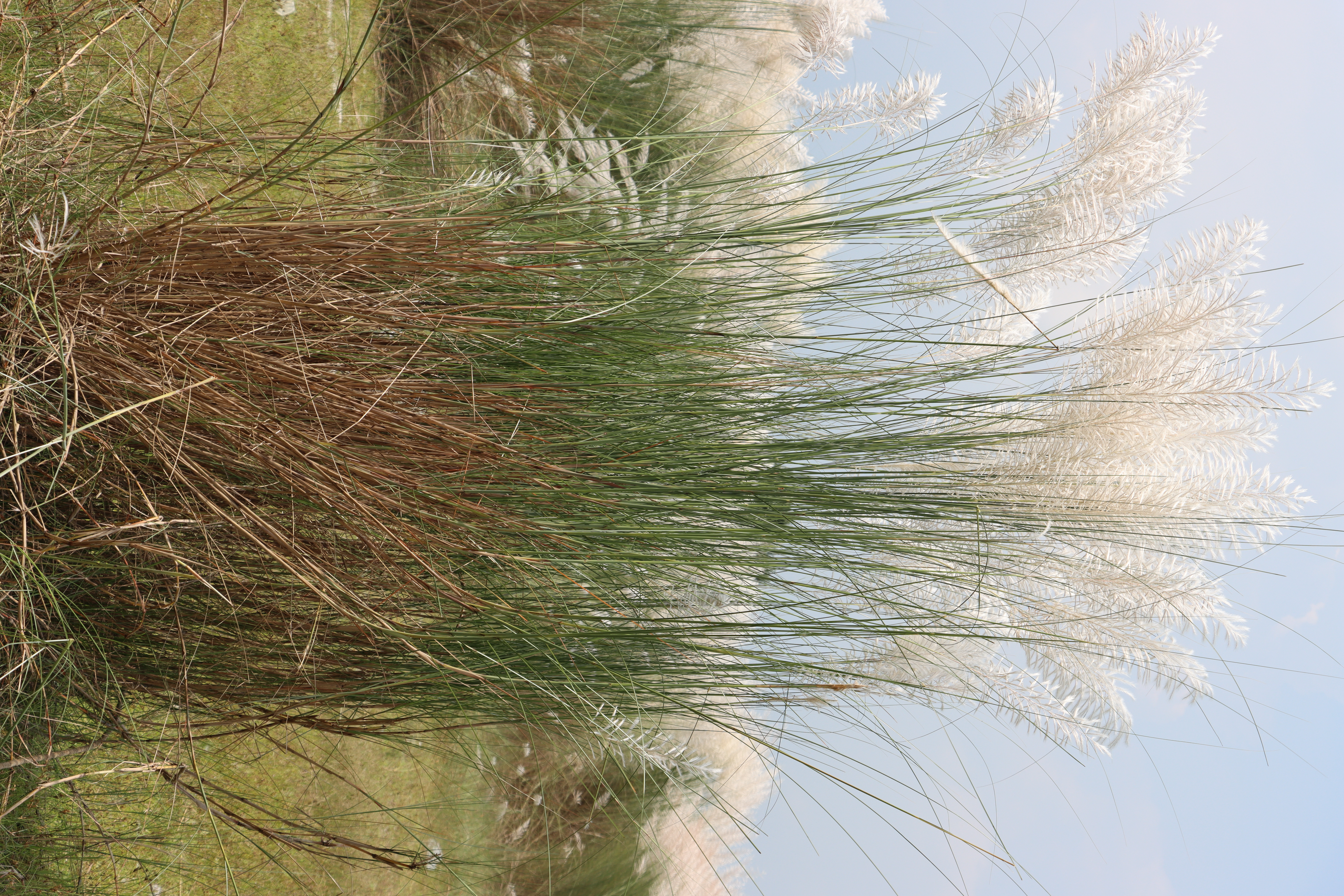 Saccharum spontaneum Photo 2