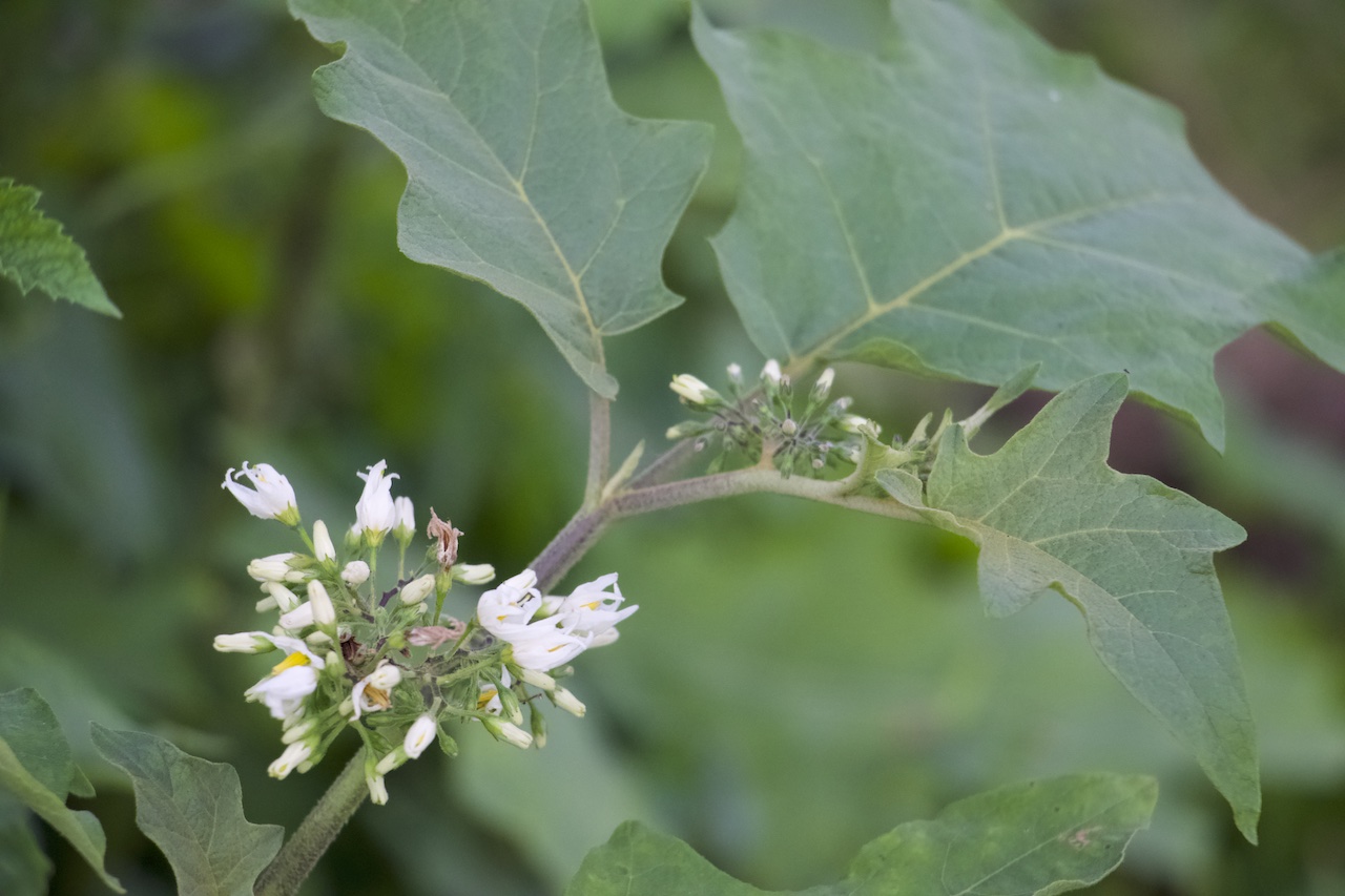 Solanum torvum Photo 3