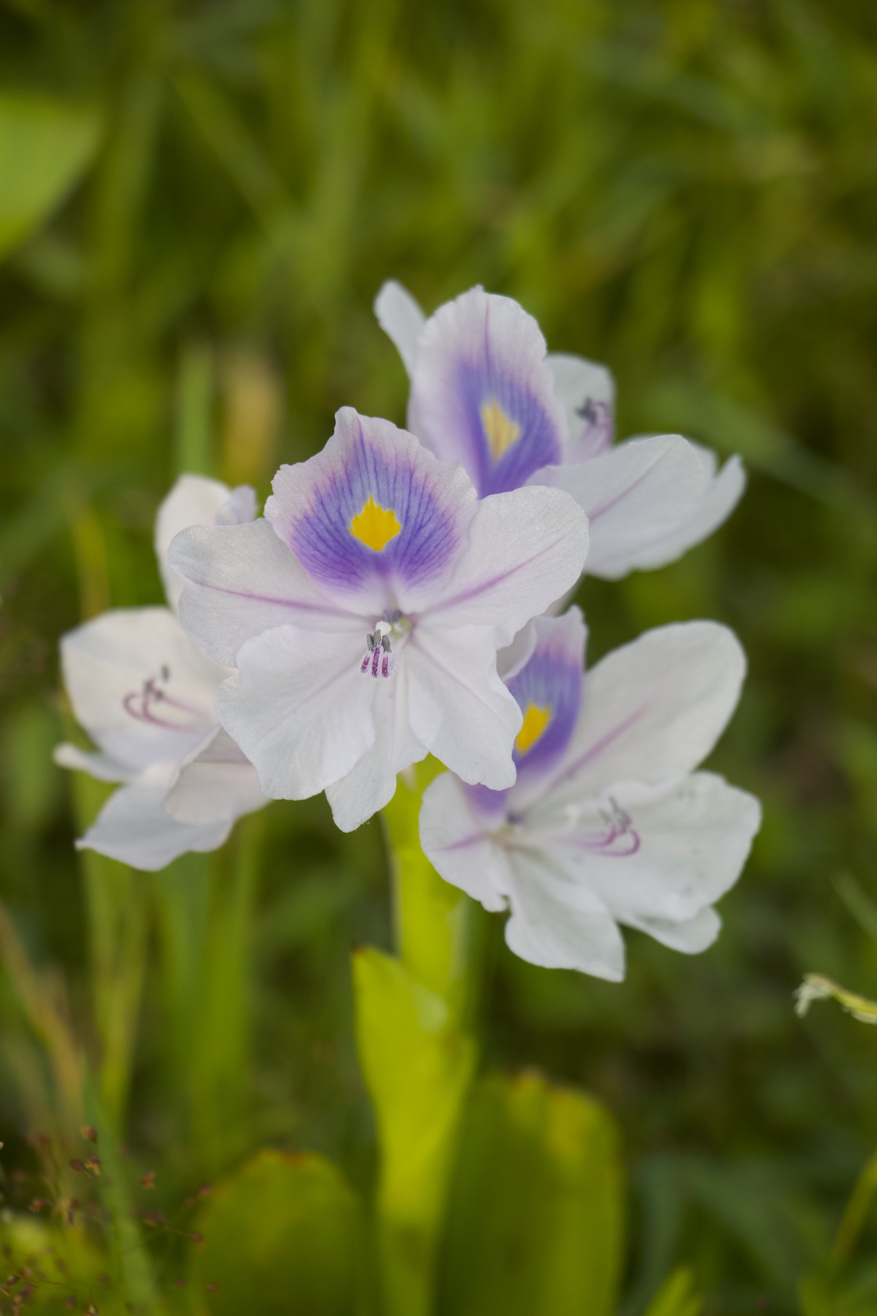 Pontederia crassipes Photo 2