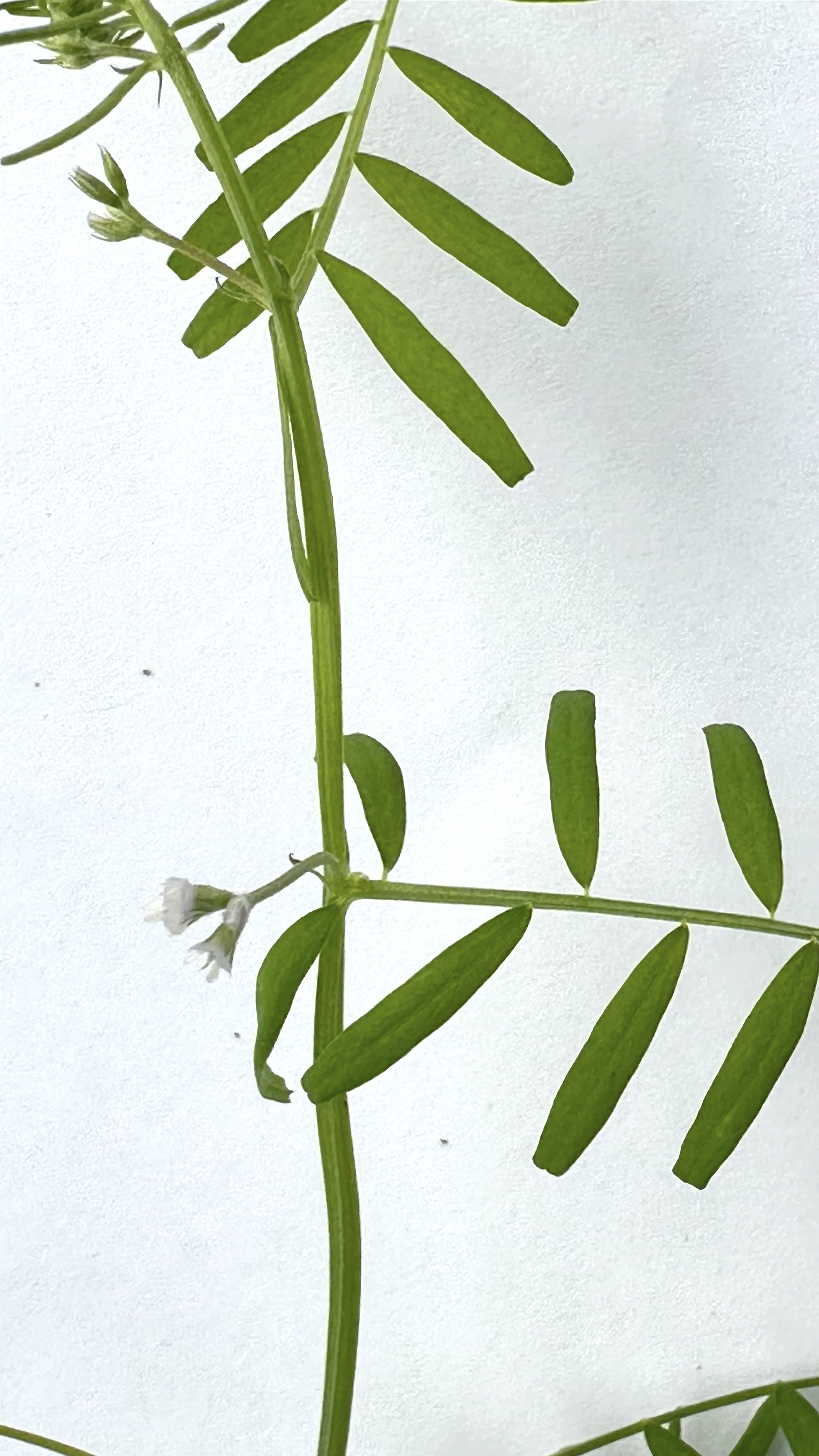 Vicia hirsuta Photo 6