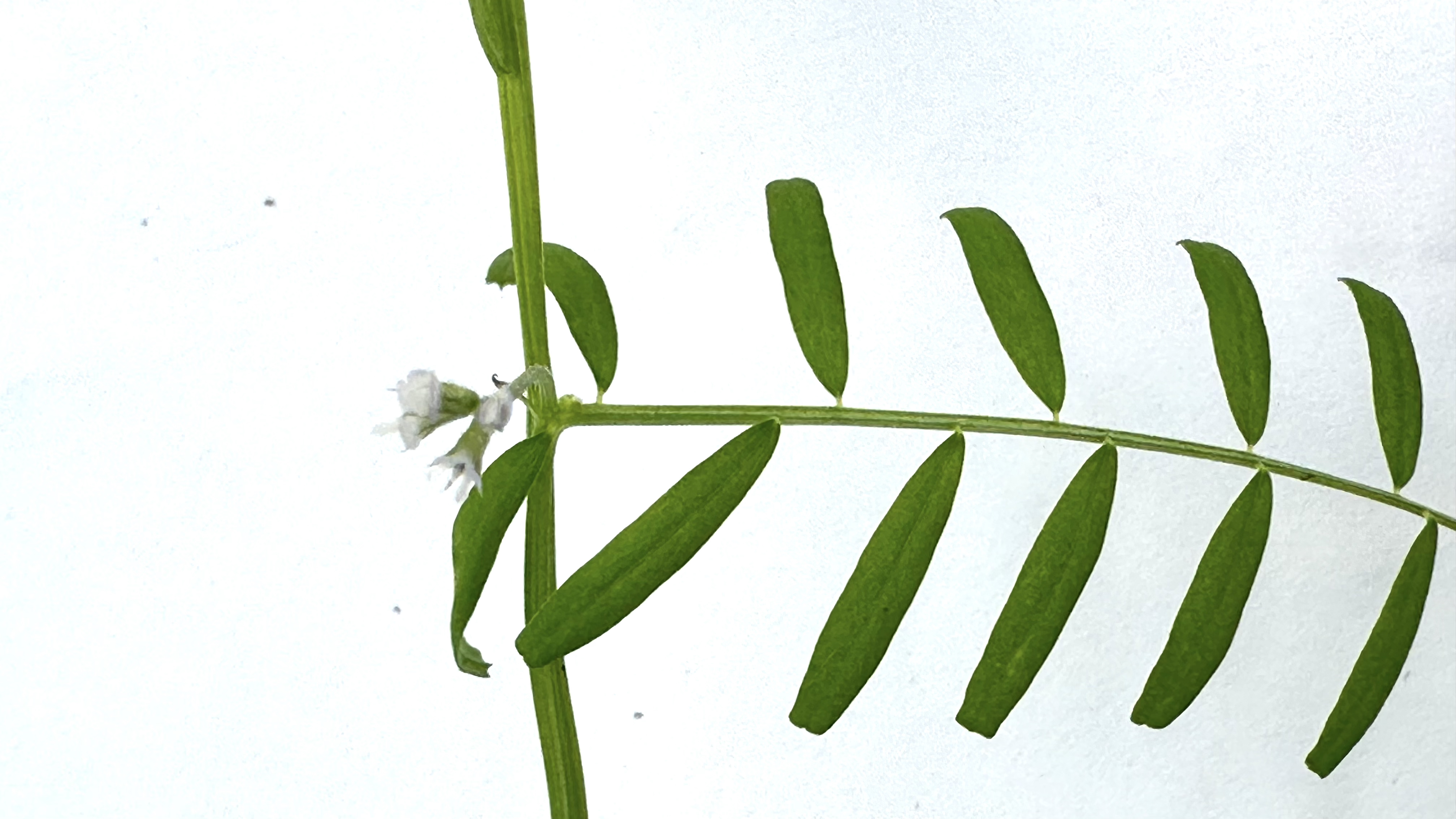 Vicia hirsuta Photo 7