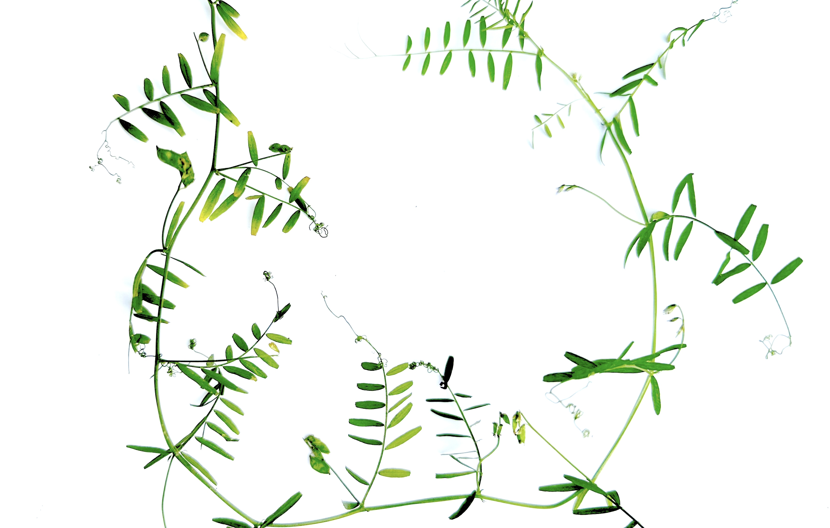 Vicia hirsuta Photo 8