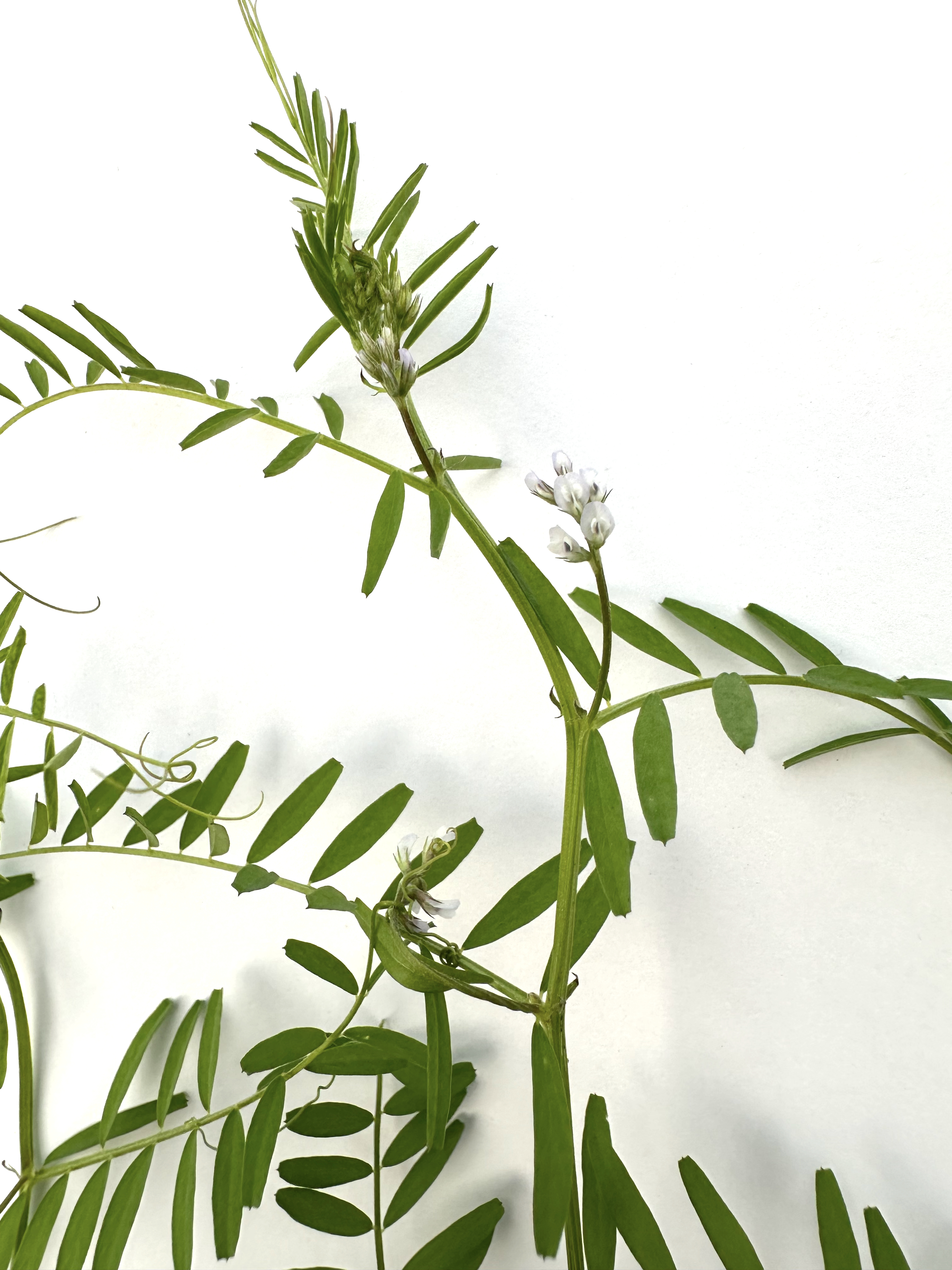 Vicia hirsuta Photo 9