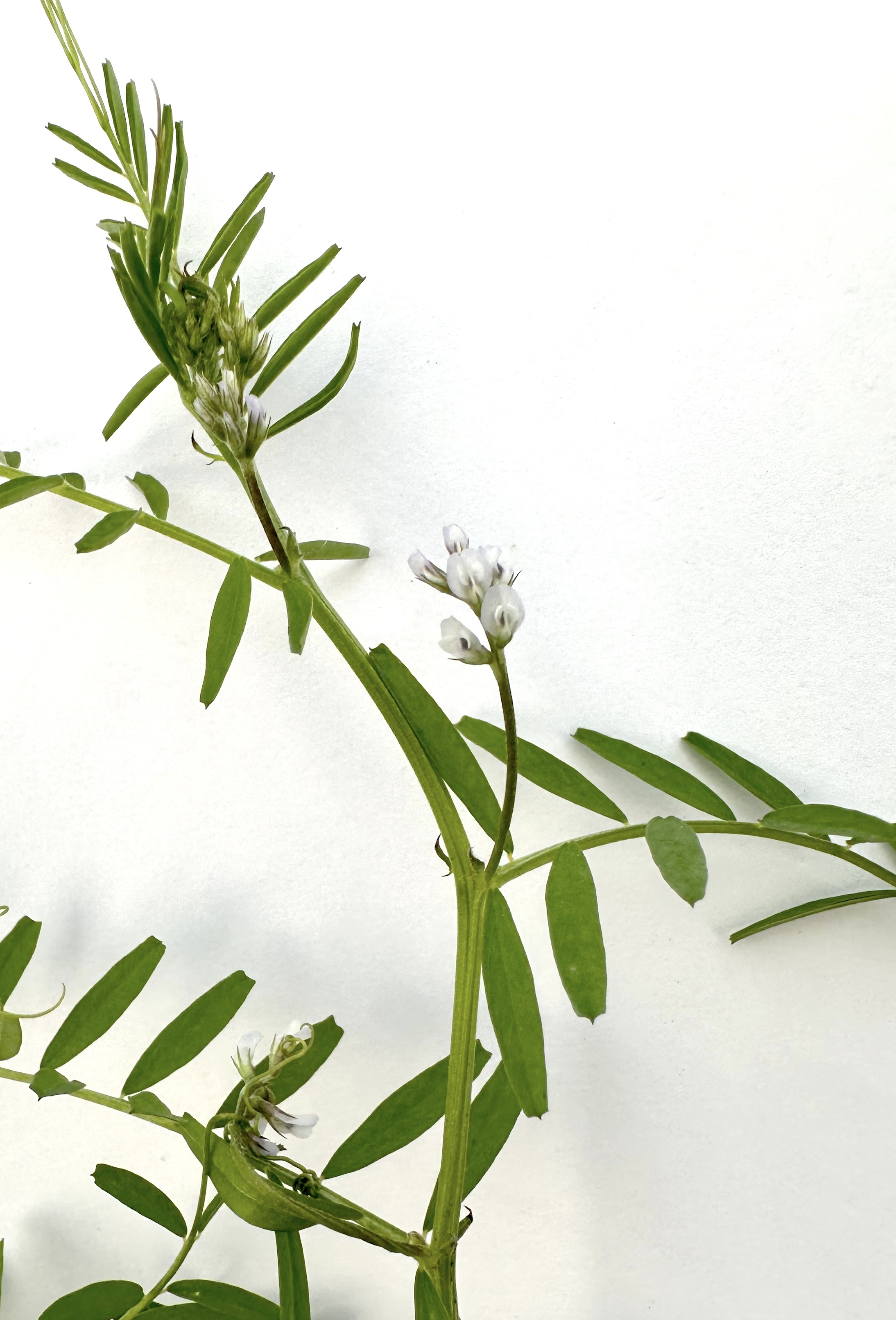 Vicia hirsuta Photo 10